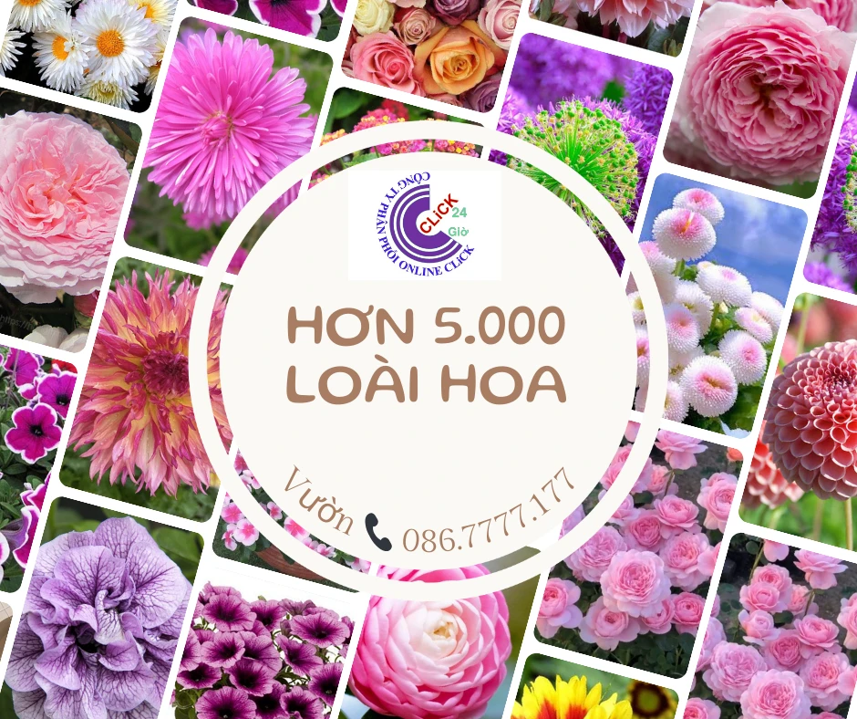 TẤT CẢ SẢN PHẨM