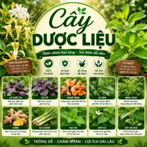 Cây dược liệu