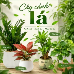 Cây cảnh lá