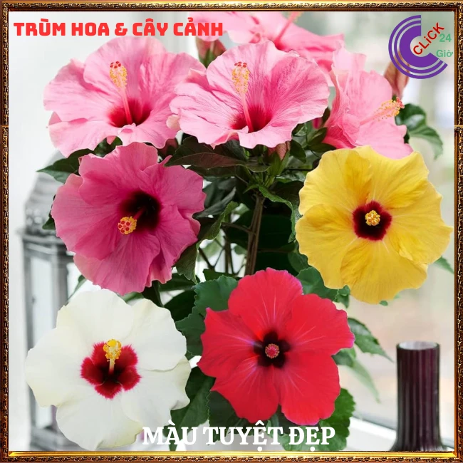 Hoa Râm Bụt