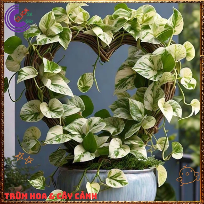 Trầu bà giống mới
