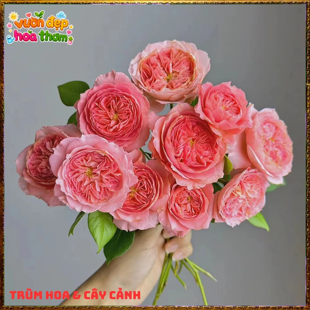 Hoa Hồng