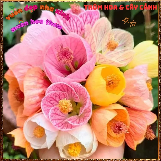 Hoa Lồng Đèn