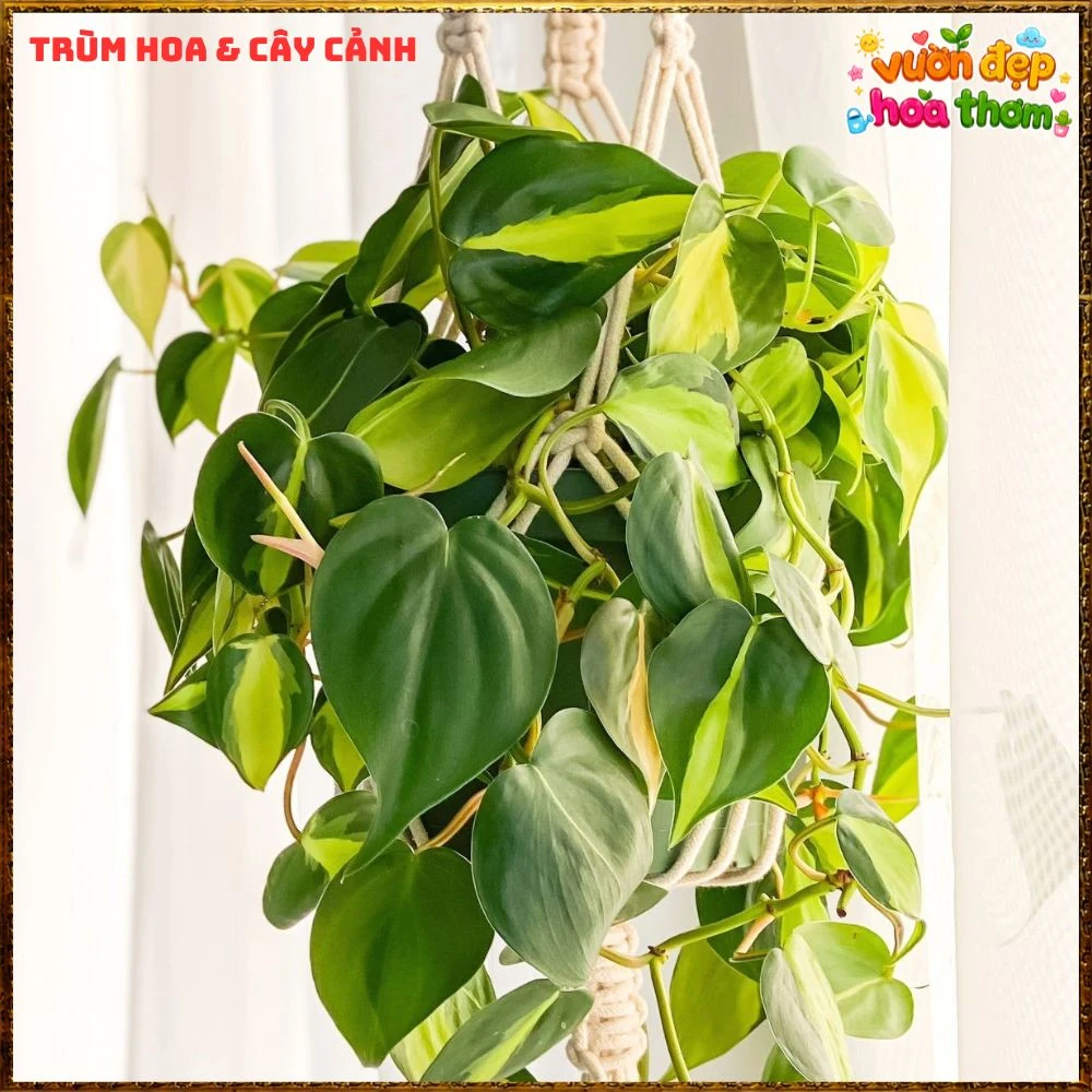Chậu Trầu Bà Brasil Lá Hình Tim Sọc Vàng Chanh - Ảnh 13