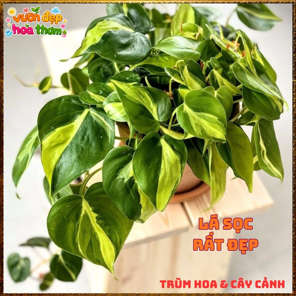 Chậu Trầu Bà Brasil Lá Hình Tim Sọc Vàng Chanh - Ảnh 6