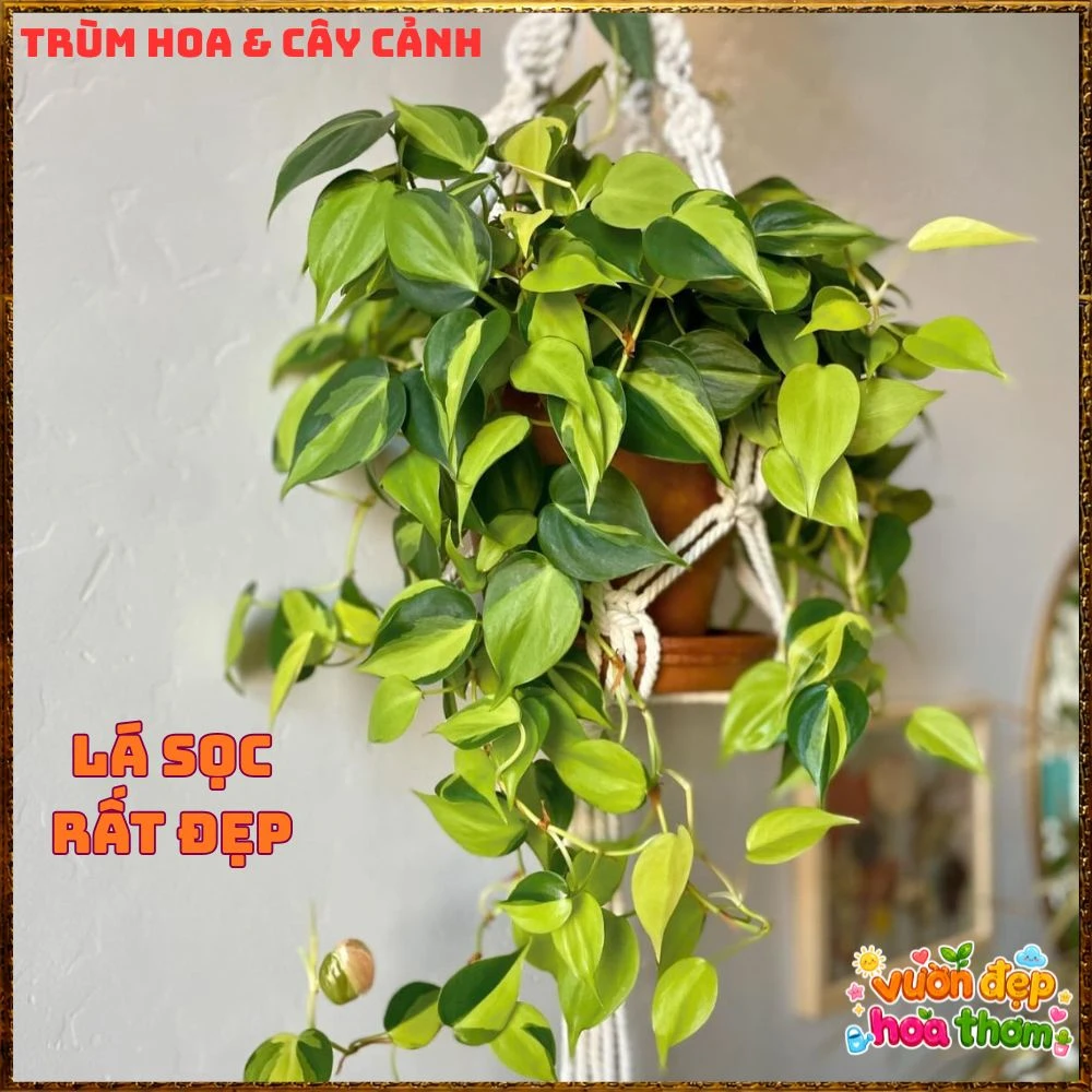 Chậu Trầu Bà Brasil Lá Hình Tim Sọc Vàng Chanh - Ảnh 8