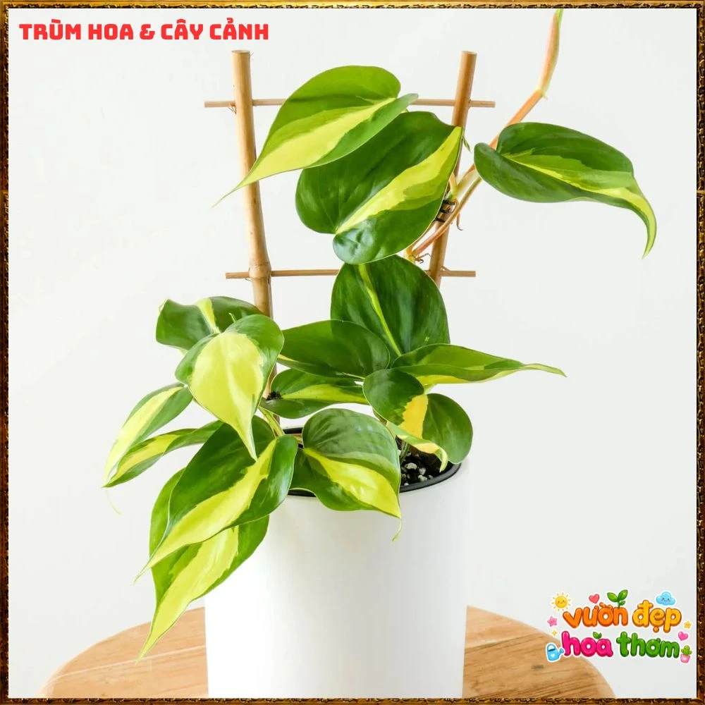 Chậu Trầu Bà Brasil Lá Hình Tim Sọc Vàng Chanh - Ảnh 14