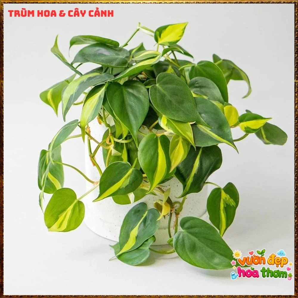 Chậu Trầu Bà Brasil Lá Hình Tim Sọc Vàng Chanh - Ảnh 15