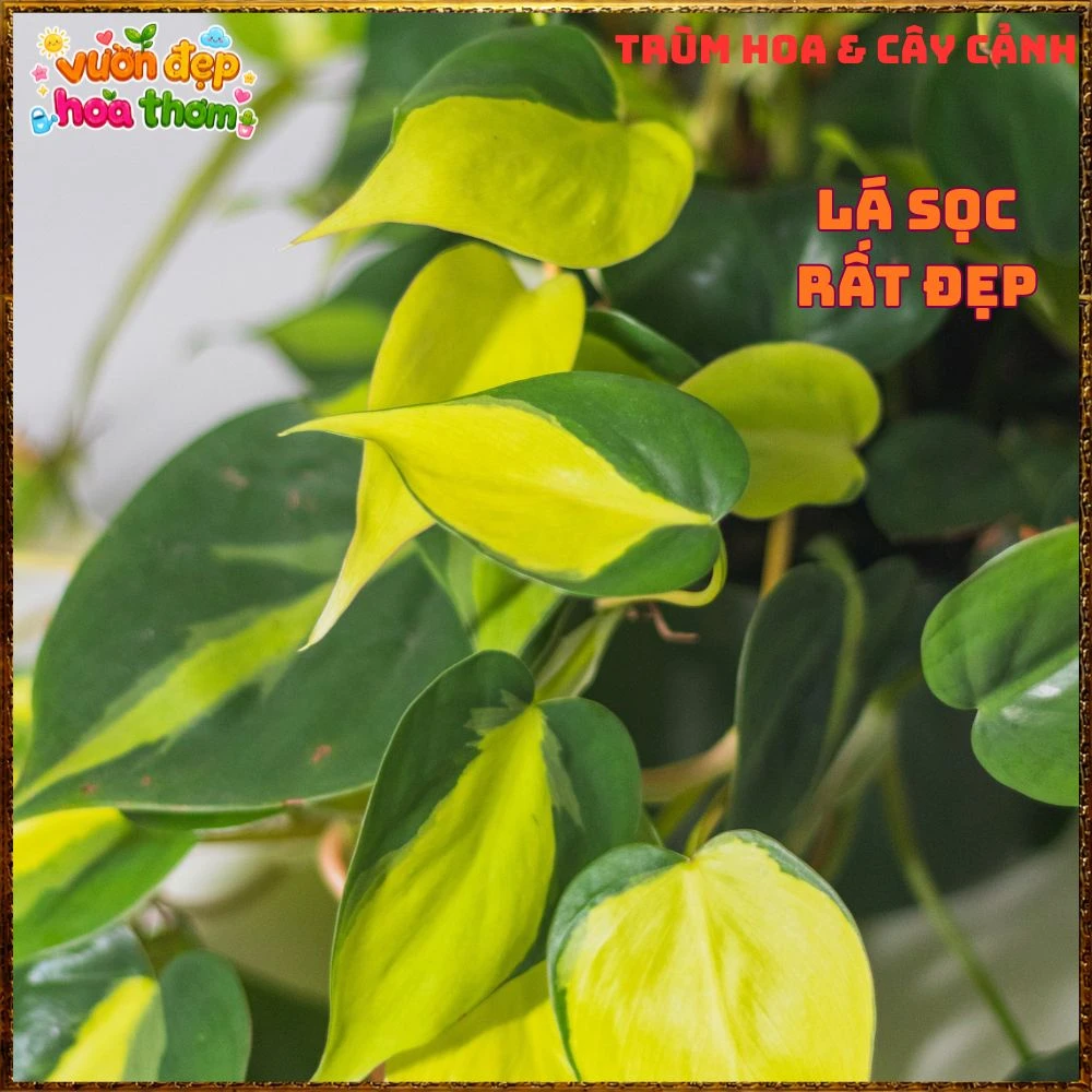 Chậu Trầu Bà Brasil Lá Hình Tim Sọc Vàng Chanh - Ảnh 16