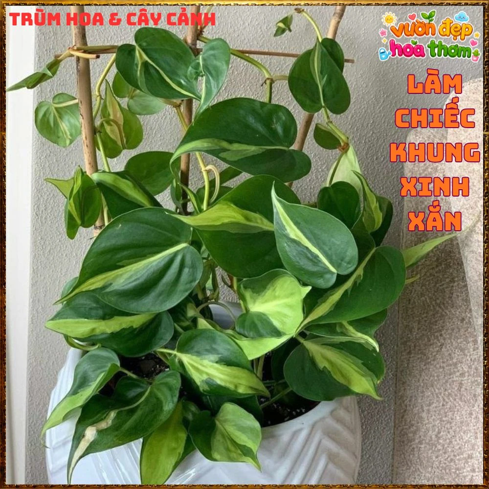 Chậu Trầu Bà Brasil Lá Hình Tim Sọc Vàng Chanh - Ảnh 17