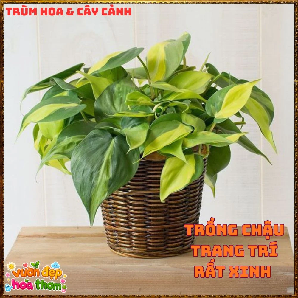 Chậu Trầu Bà Brasil Lá Hình Tim Sọc Vàng Chanh - Ảnh 18