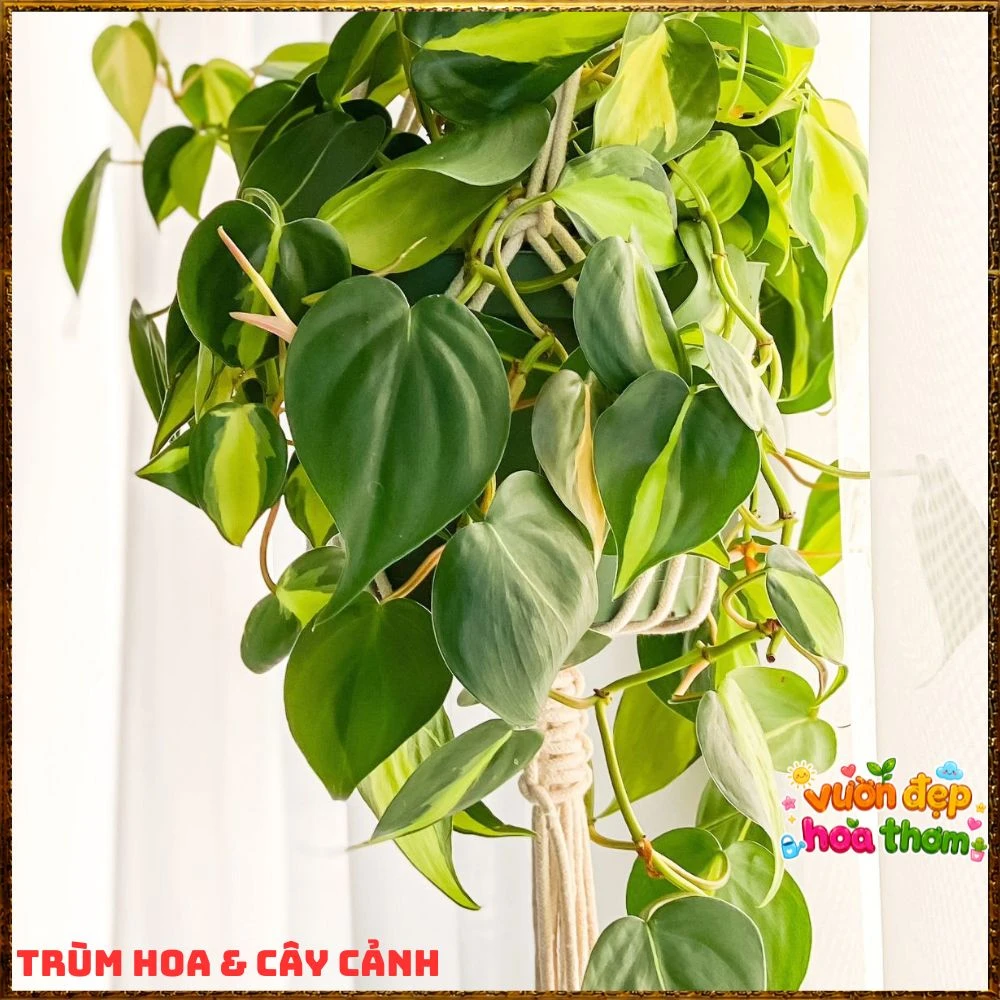 Chậu Trầu Bà Brasil Lá Hình Tim Sọc Vàng Chanh - Ảnh 19
