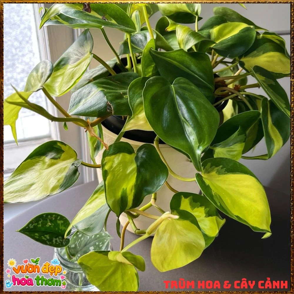 Chậu Trầu Bà Brasil Lá Hình Tim Sọc Vàng Chanh - Ảnh 9