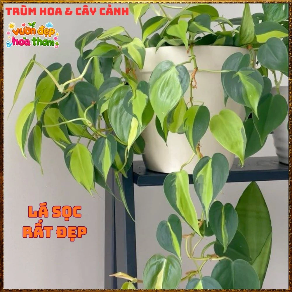 Chậu Trầu Bà Brasil Lá Hình Tim Sọc Vàng Chanh - Ảnh 11