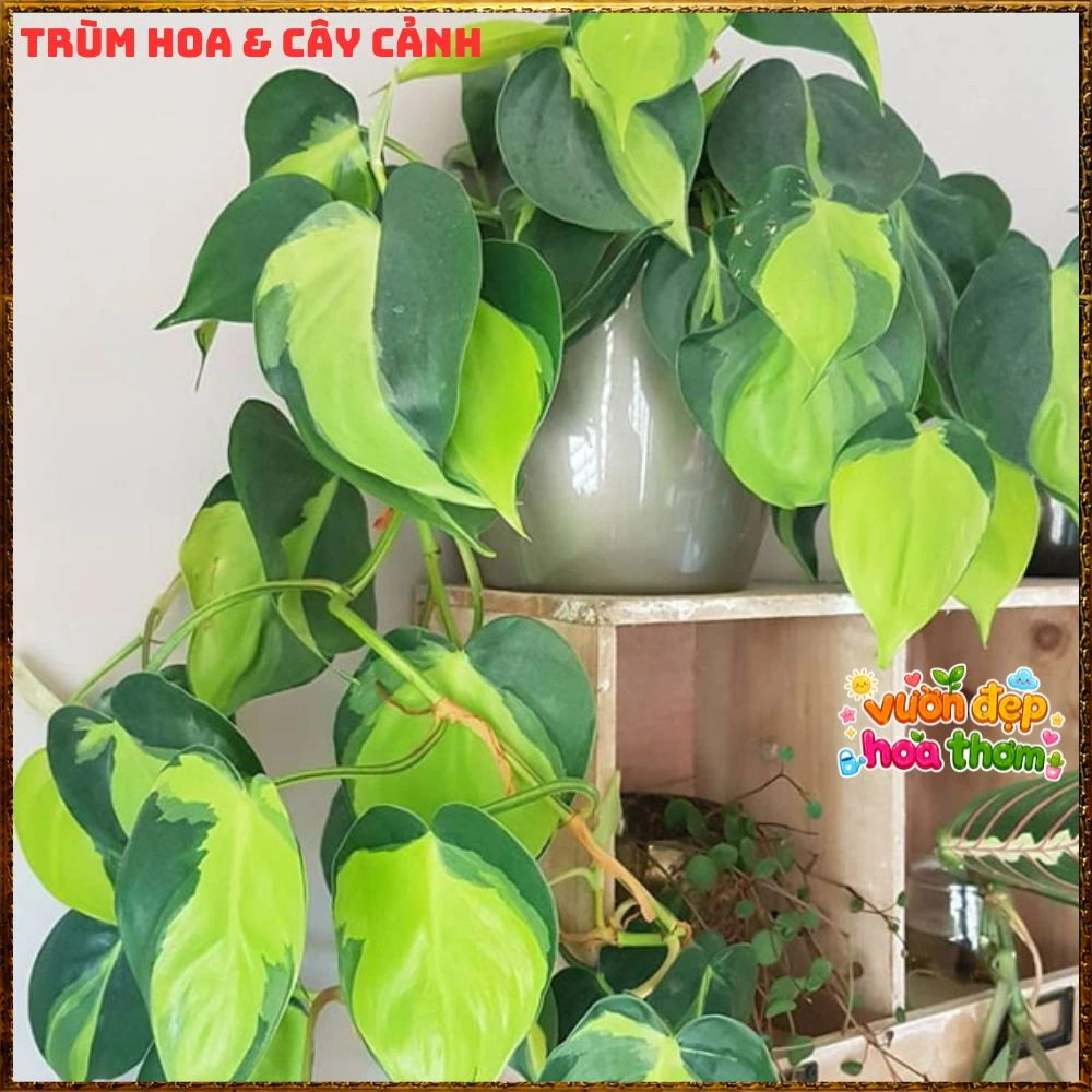 Chậu Trầu Bà Brasil Lá Hình Tim Sọc Vàng Chanh - Ảnh 4