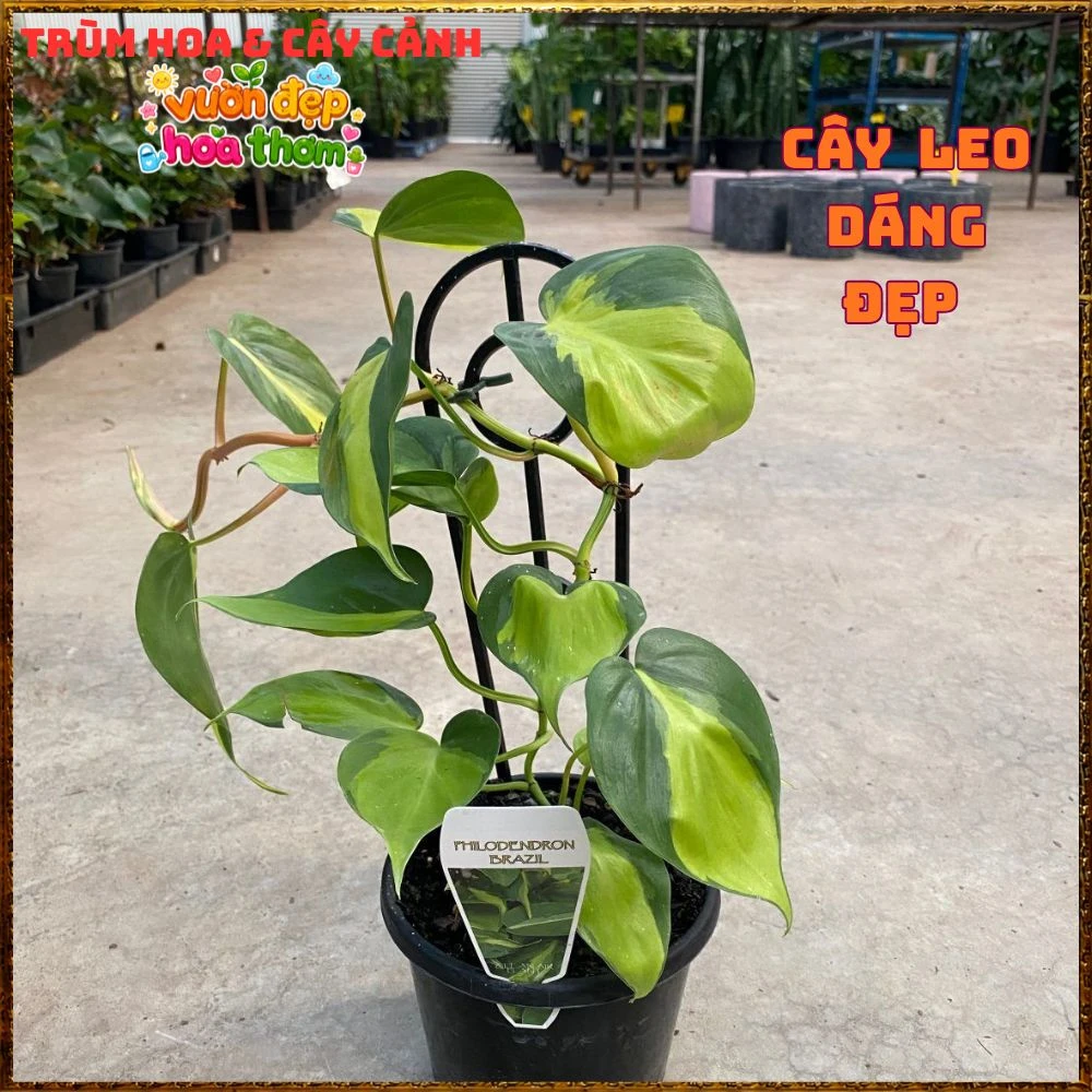 Chậu Trầu Bà Brasil Lá Hình Tim Sọc Vàng Chanh - Ảnh 21