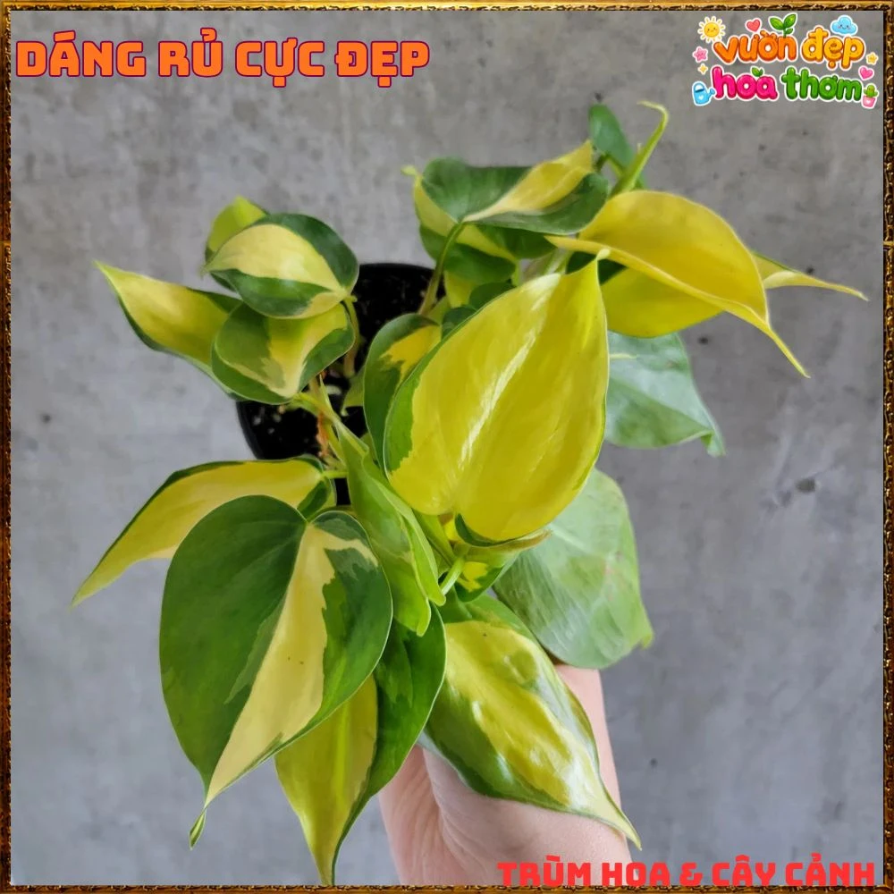 Chậu Trầu Bà Brasil Lá Hình Tim Sọc Vàng Chanh - Ảnh 22