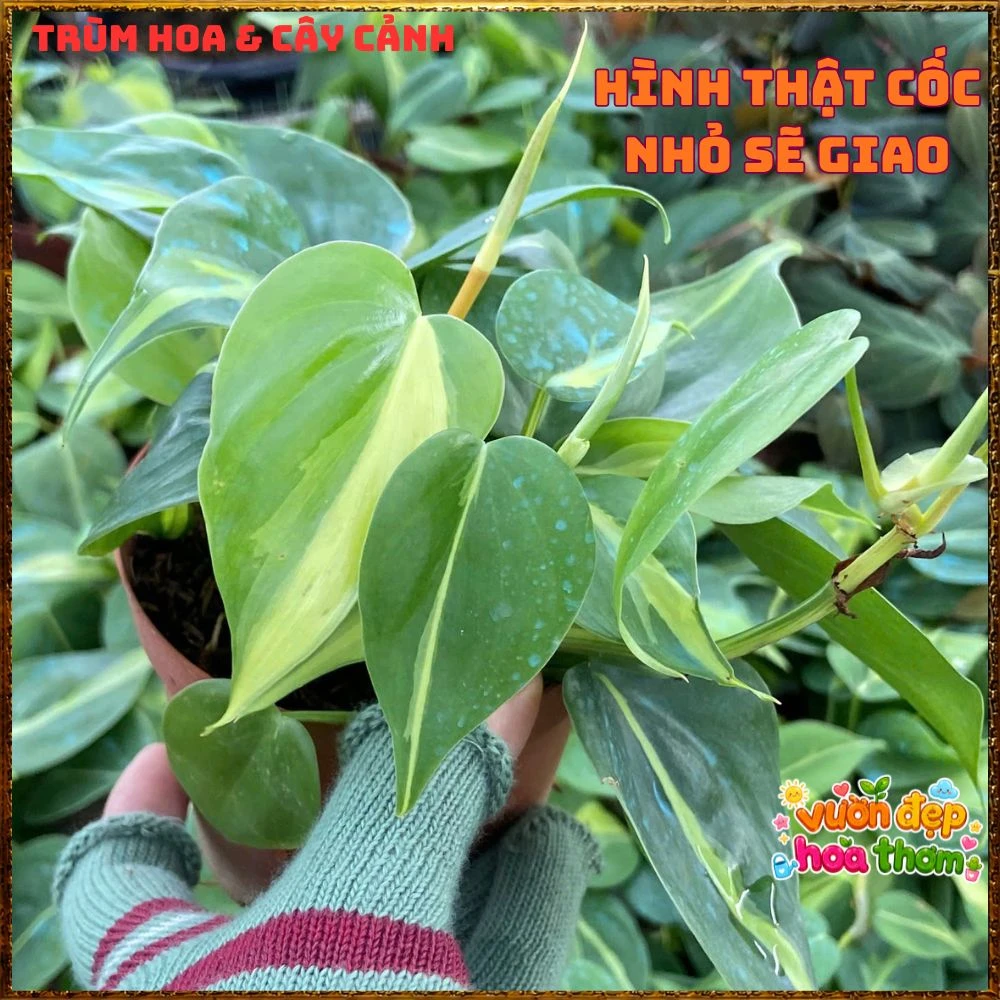 Chậu Trầu Bà Brasil Lá Hình Tim Sọc Vàng Chanh - Ảnh 23