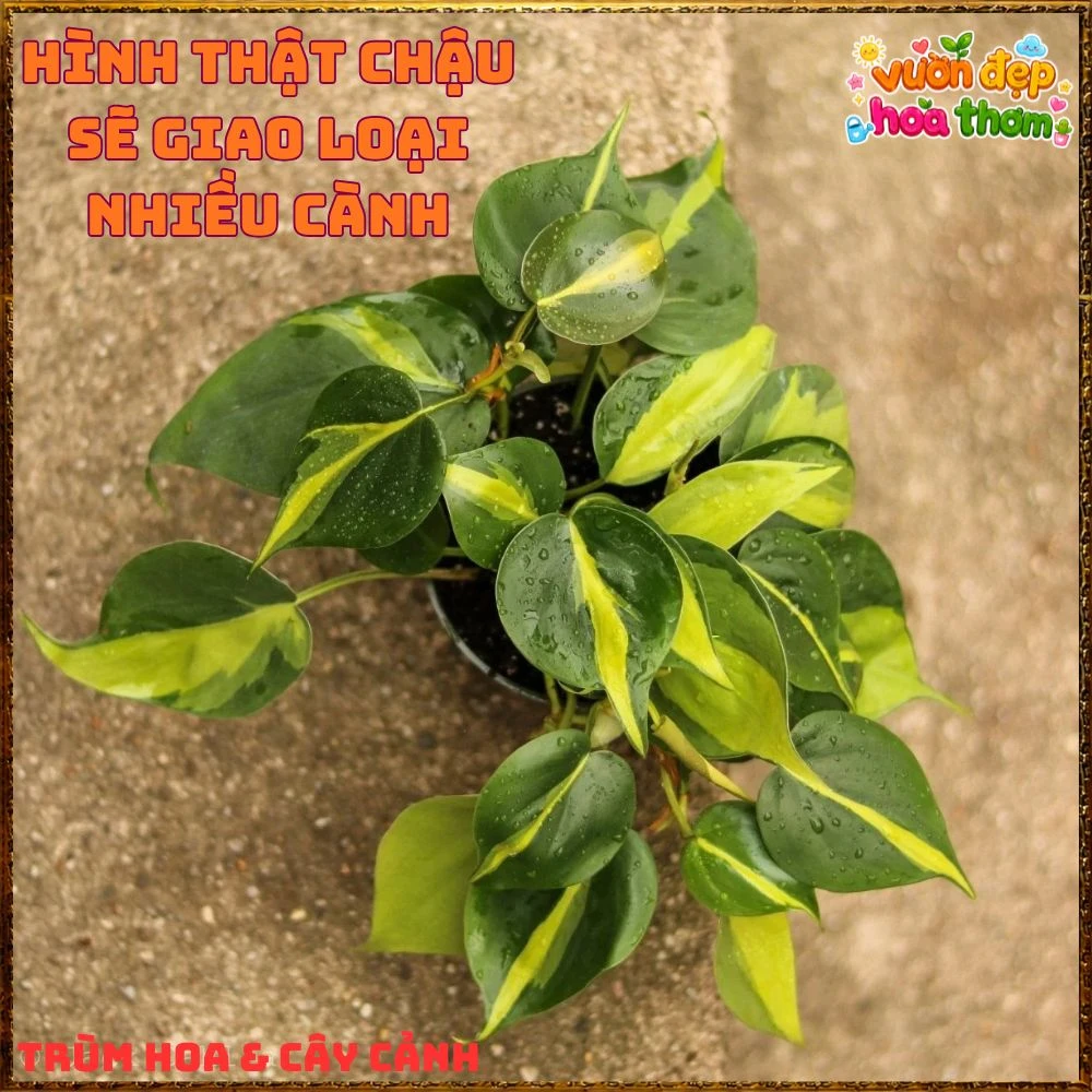 Chậu Trầu Bà Brasil Lá Hình Tim Sọc Vàng Chanh - Ảnh 24