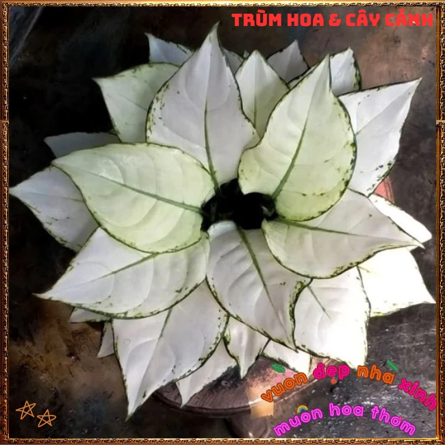 Vạn Lộc