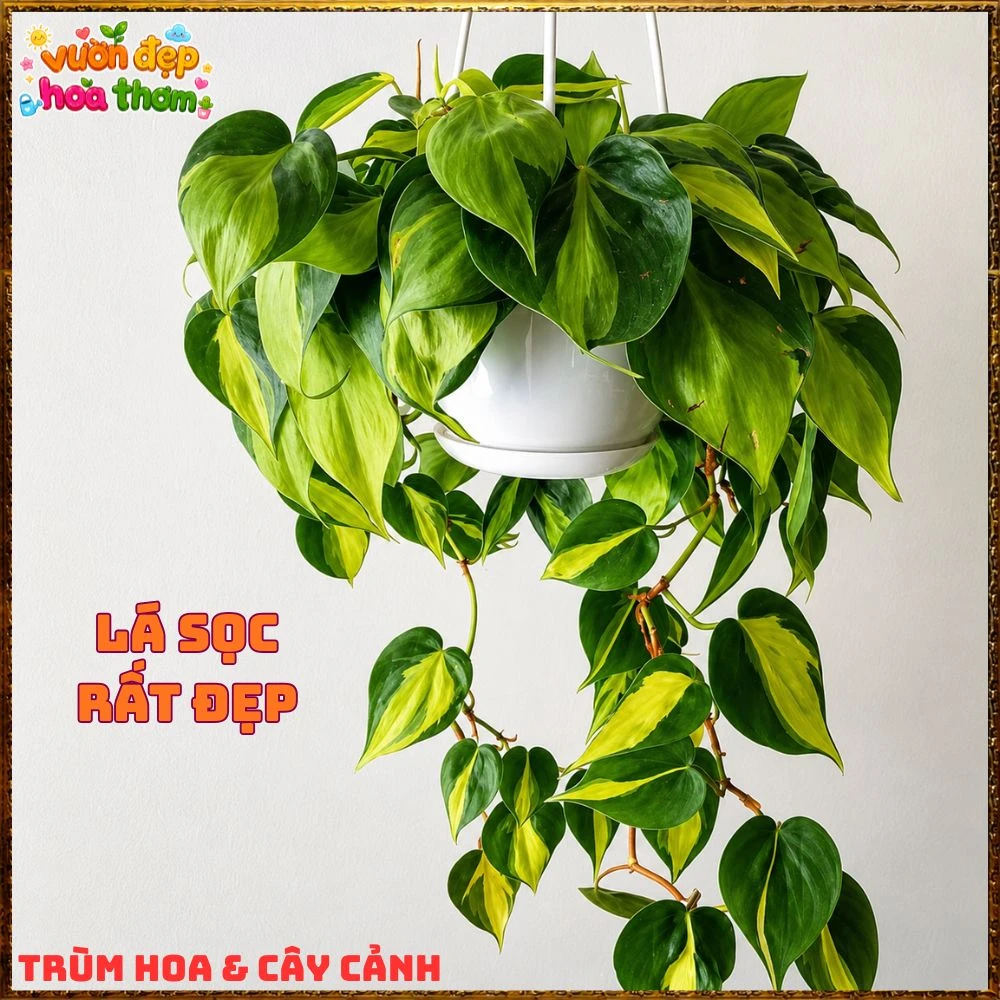 Chậu Trầu Bà Brasil Lá Hình Tim Sọc Vàng Chanh - Ảnh 2