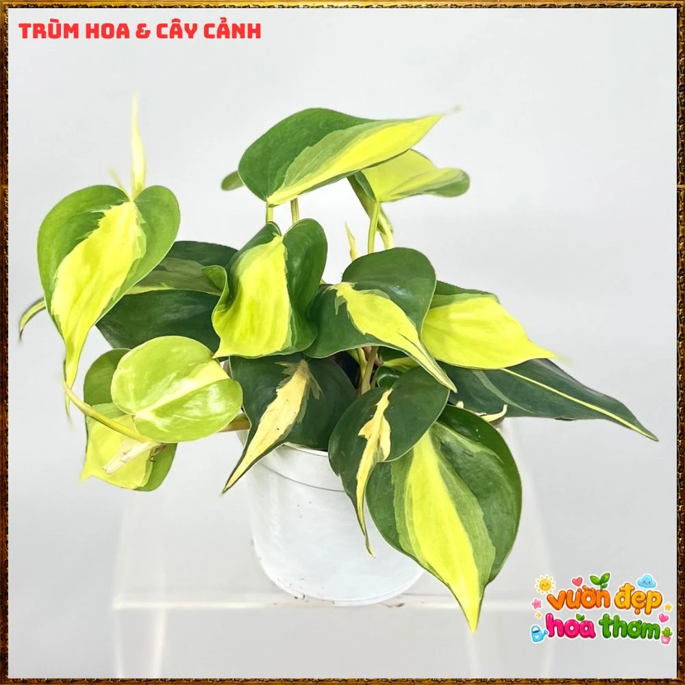 Chậu Trầu Bà Brasil Lá Hình Tim Sọc Vàng Chanh - Ảnh 3