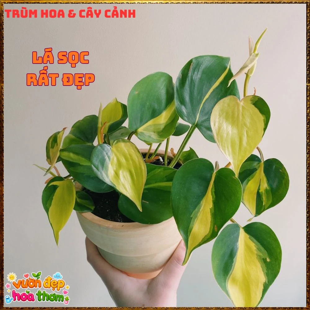 Chậu Trầu Bà Brasil Lá Hình Tim Sọc Vàng Chanh