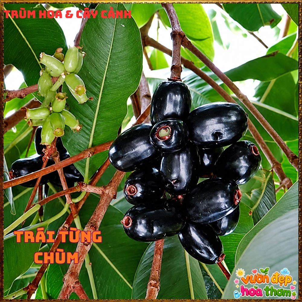 Cây Trâm Đài Loan Lùn Siêu Trái - Ảnh 9