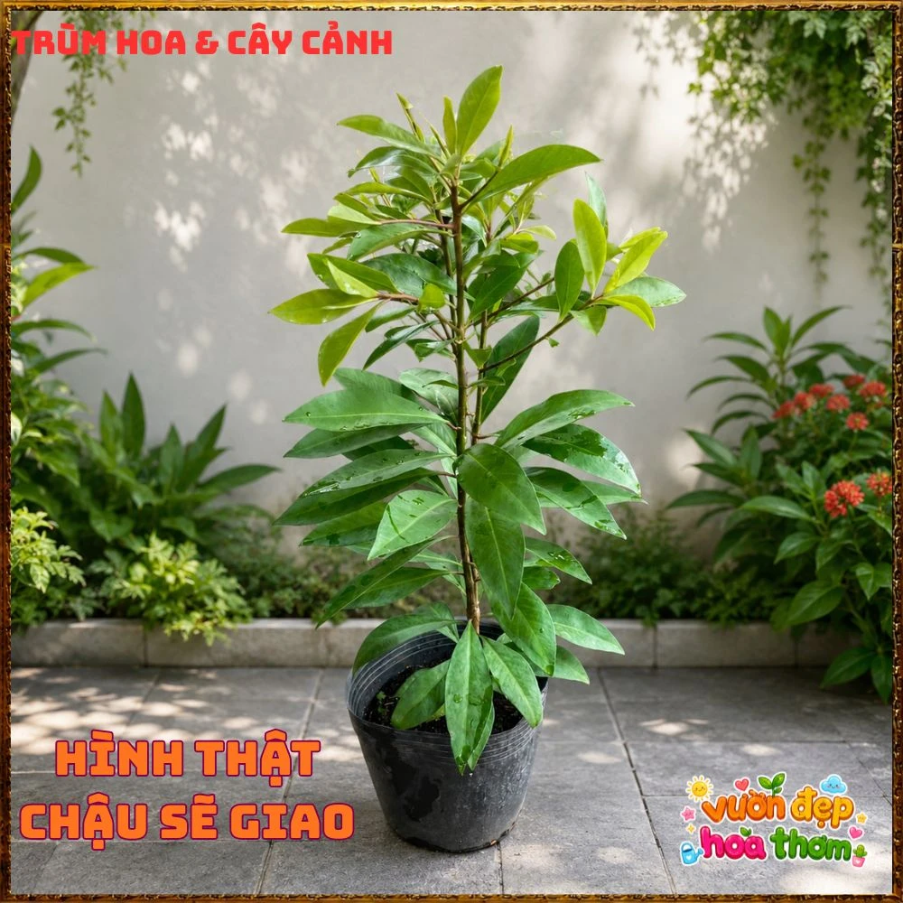 Cây Trâm Đài Loan Lùn Siêu Trái - Ảnh 5