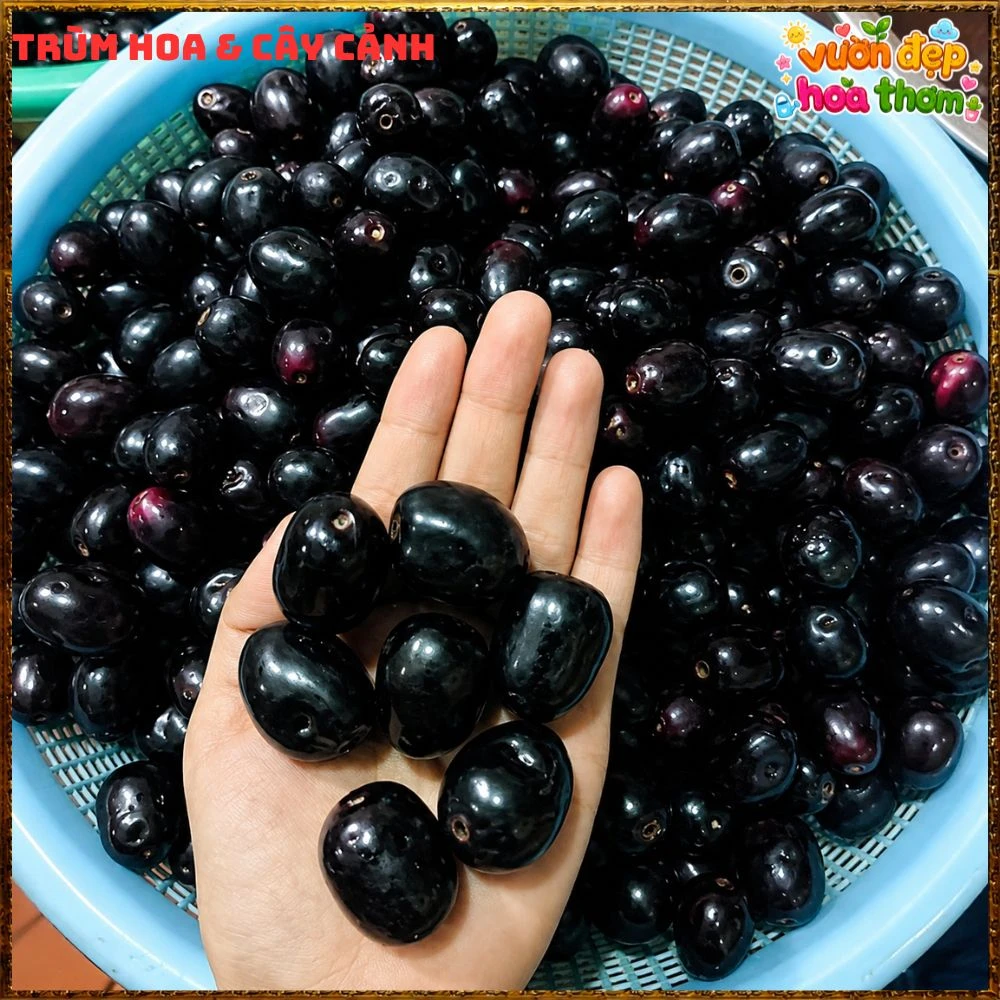 Cây Trâm Đài Loan Lùn Siêu Trái