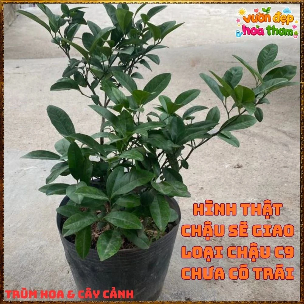 Cây Chanh Tứ Qúy Trái Chùm - Ảnh 8