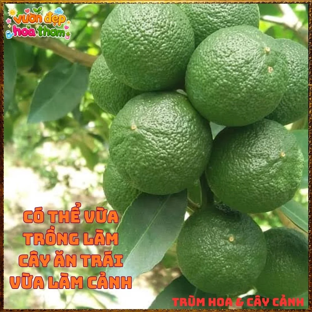 Cây Chanh Tứ Qúy Trái Chùm - Ảnh 9