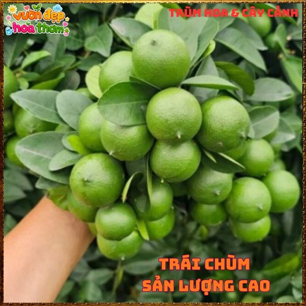 Cây Chanh Tứ Qúy Trái Chùm - Ảnh 10