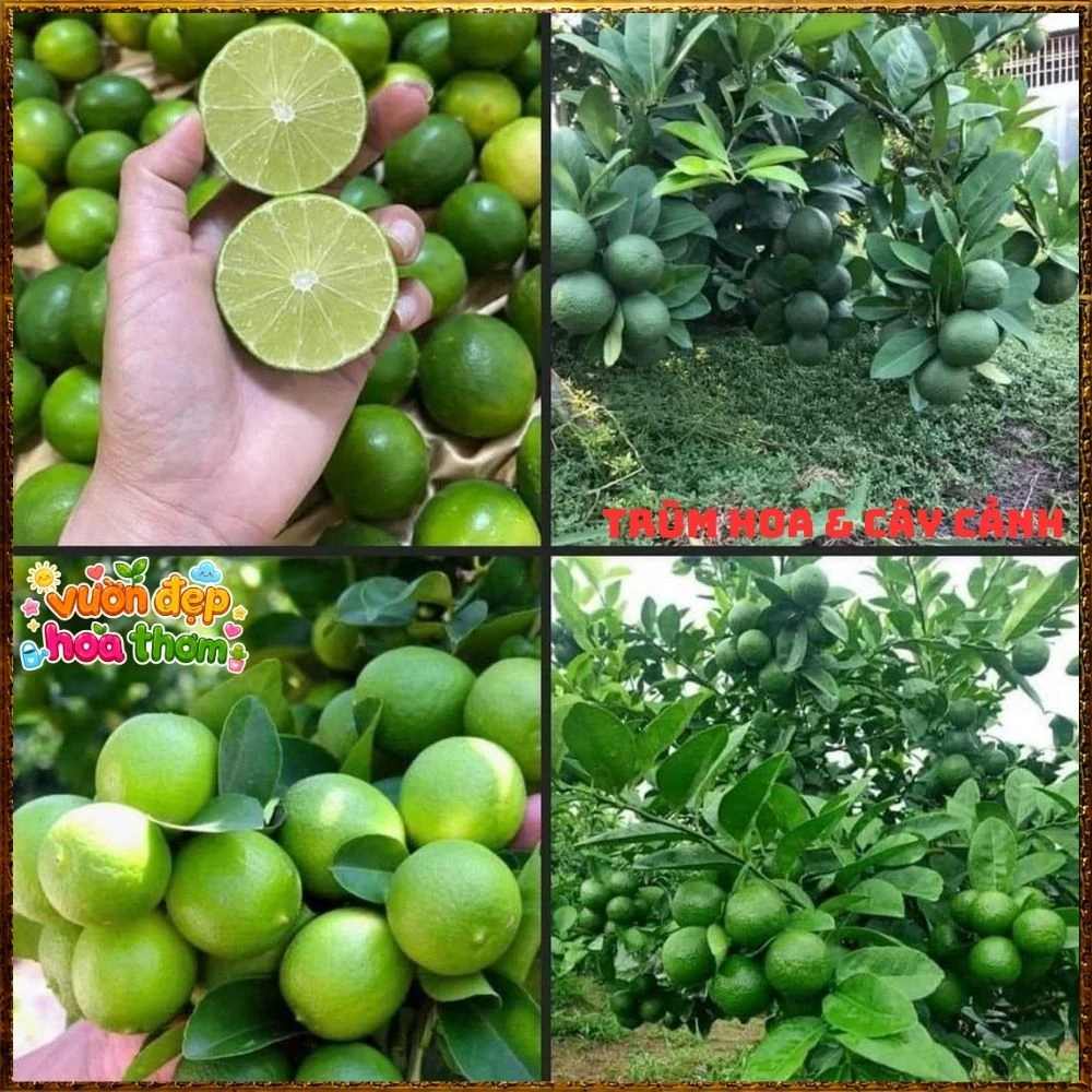 Cây Chanh Tứ Qúy Trái Chùm - Ảnh 11