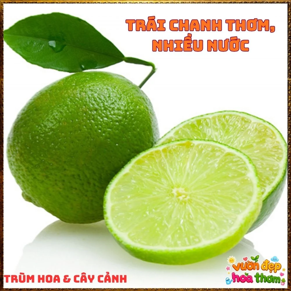 Cây Chanh Tứ Qúy Trái Chùm - Ảnh 12
