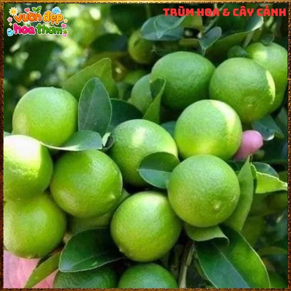 Cây Chanh Tứ Qúy Trái Chùm