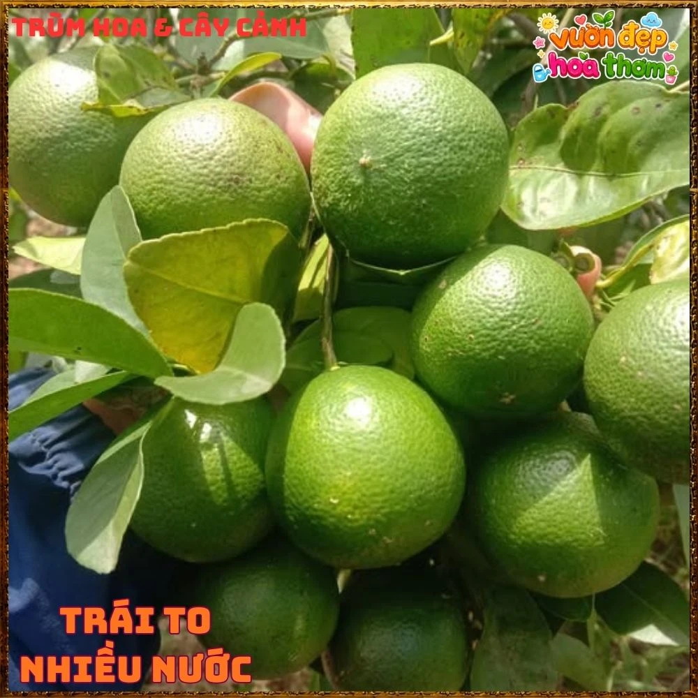Cây Chanh Tứ Qúy Trái Chùm - Ảnh 13