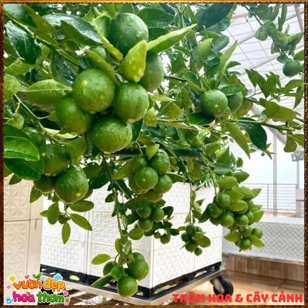 Cây Chanh Tứ Qúy Trái Chùm - Ảnh 3