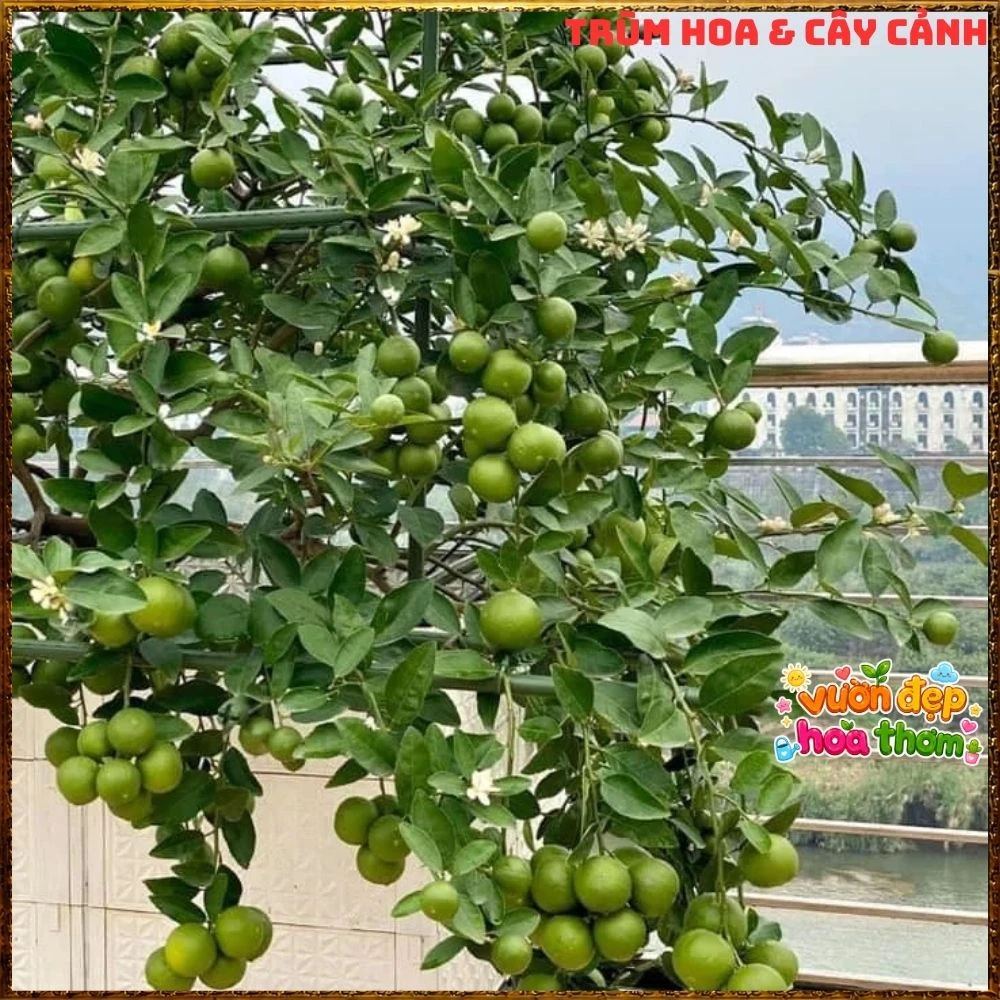 Cây Chanh Tứ Qúy Trái Chùm - Ảnh 4