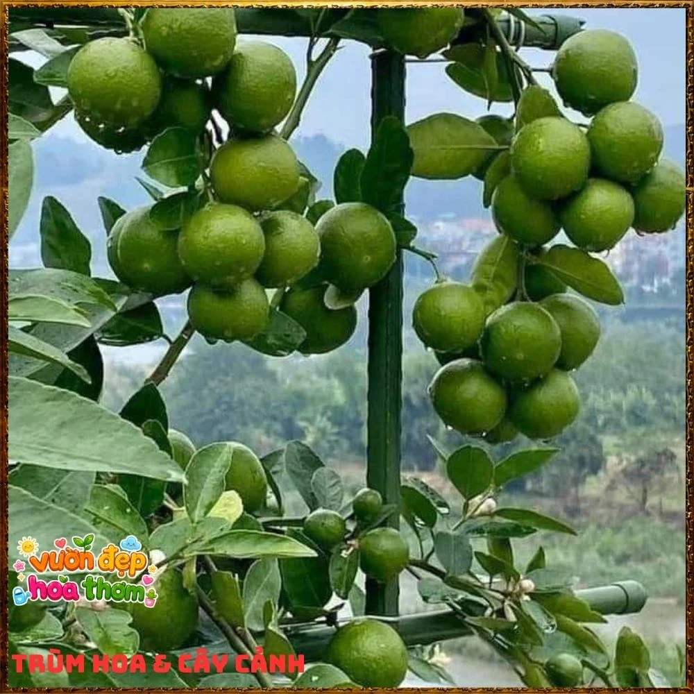 Cây Chanh Tứ Qúy Trái Chùm - Ảnh 5