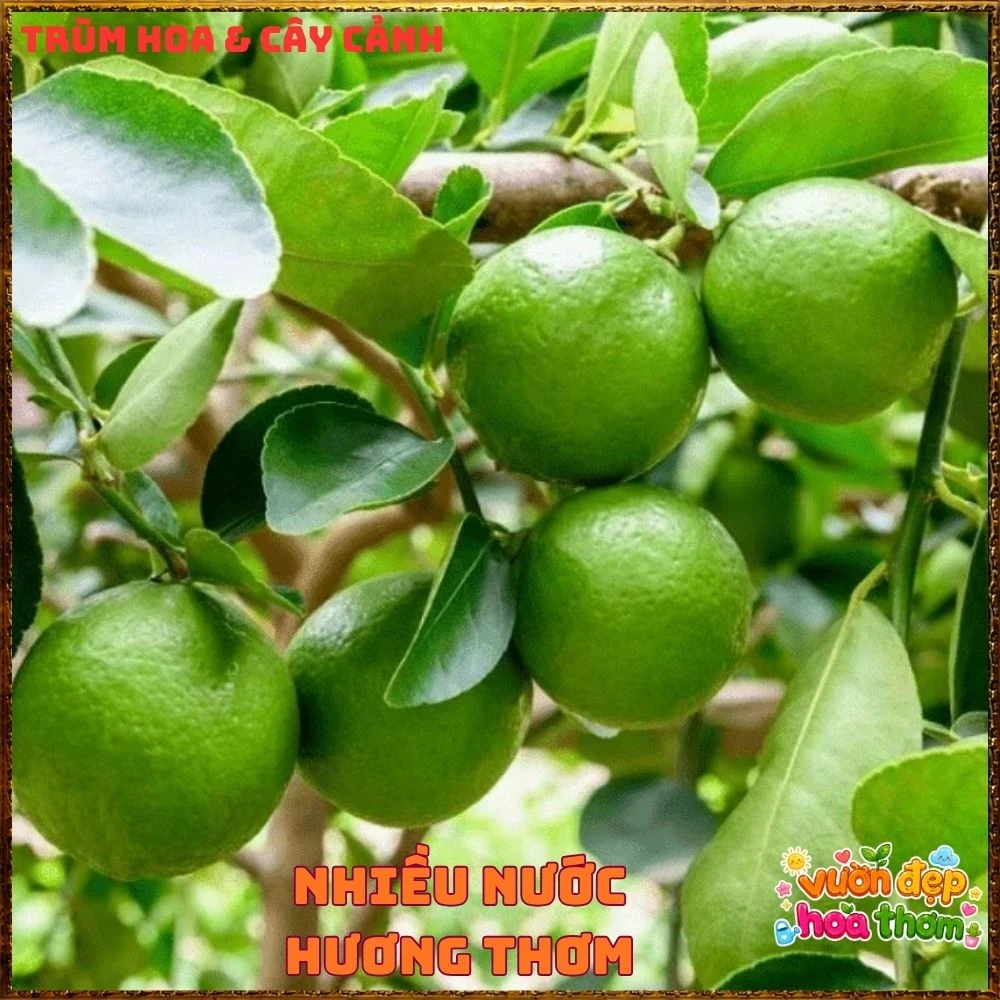 Cây Chanh Tứ Qúy Trái Chùm - Ảnh 6