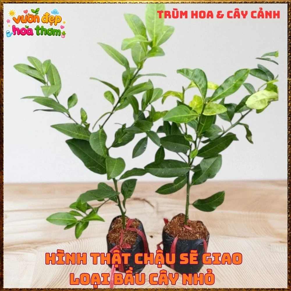 Cây Chanh Tứ Qúy Trái Chùm - Ảnh 7
