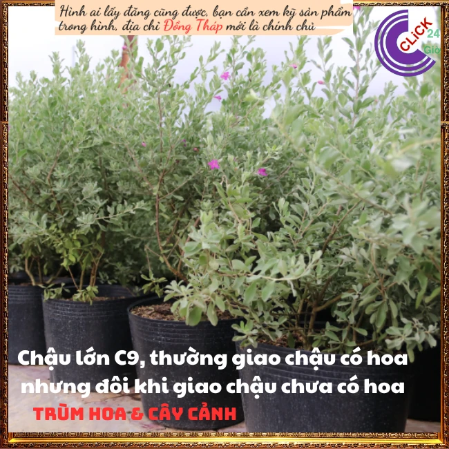 Tuyết Sơn Phi Hồ - Ảnh 2