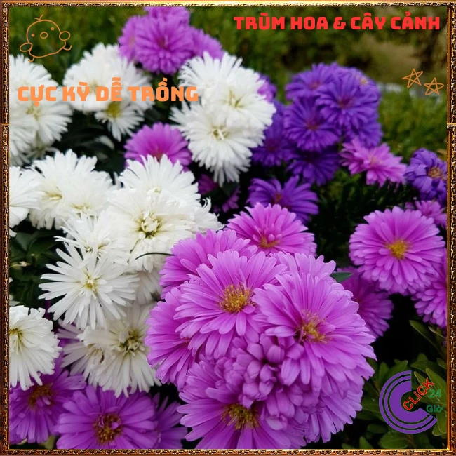 THẠCH THẢO