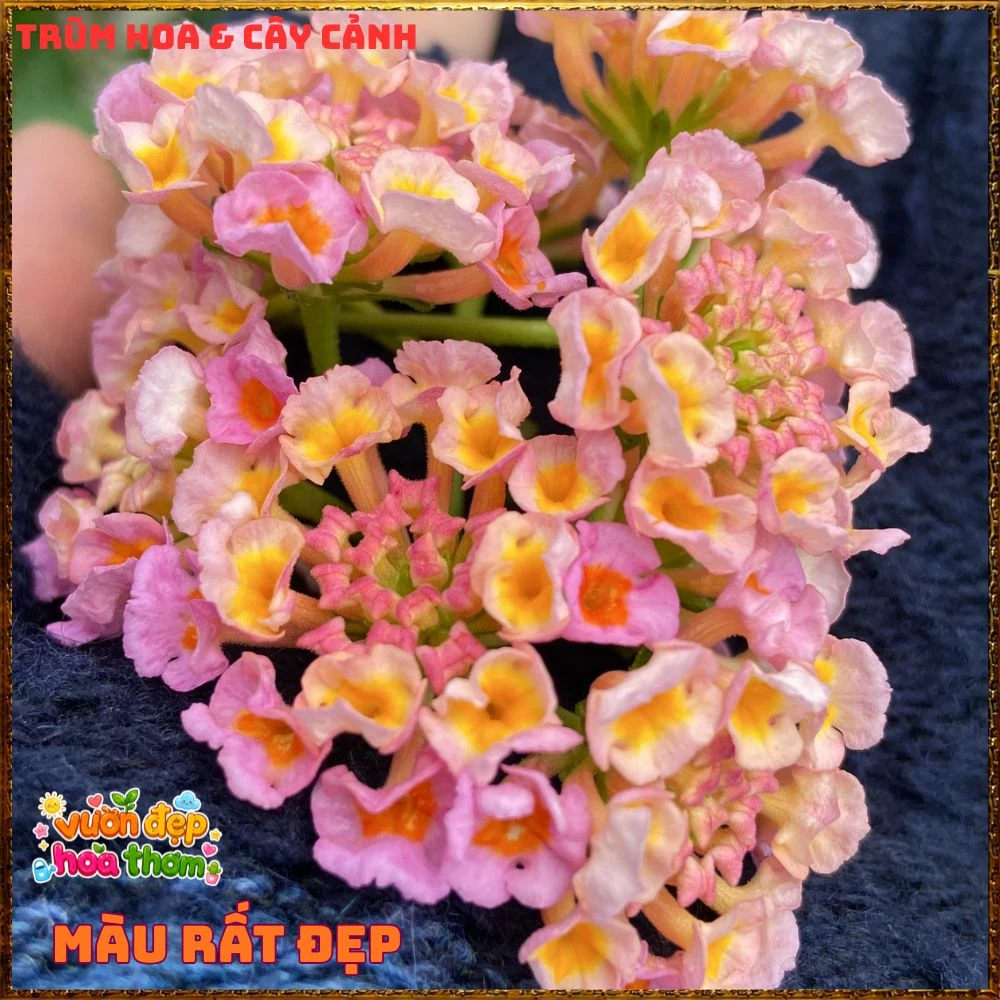 Chậu hoa ngũ sắc HỒNG SEN KEM lá nhỏ cành rũ rất thơm - Ảnh 16