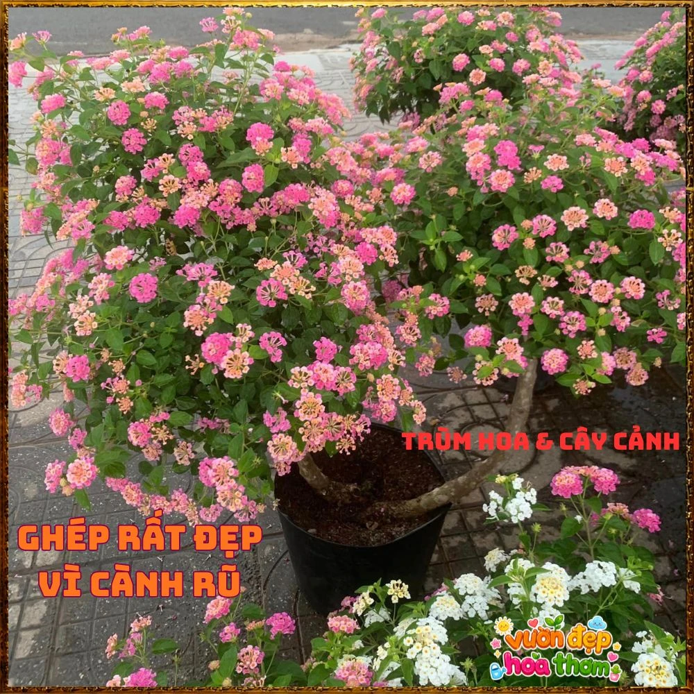 Chậu hoa ngũ sắc HỒNG SEN KEM lá nhỏ cành rũ rất thơm - Ảnh 12