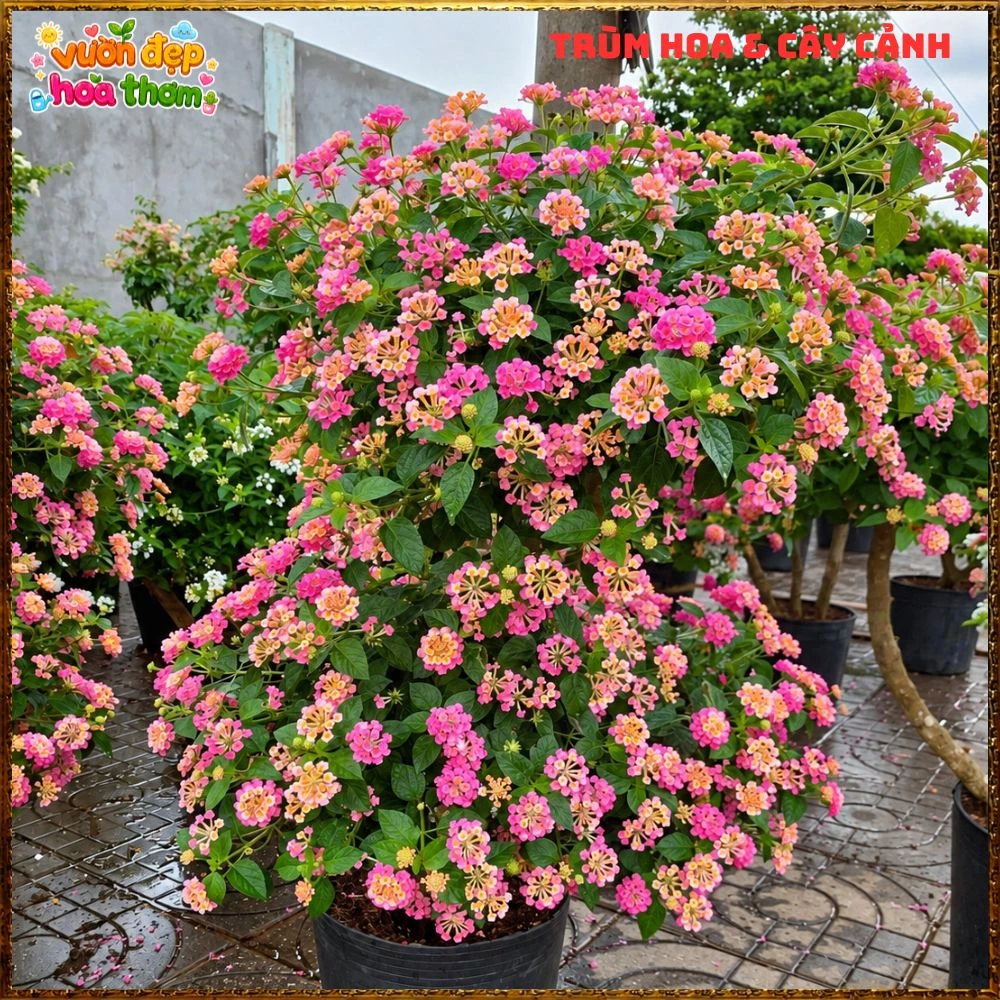 Chậu hoa ngũ sắc HỒNG SEN KEM lá nhỏ cành rũ rất thơm - Ảnh 11