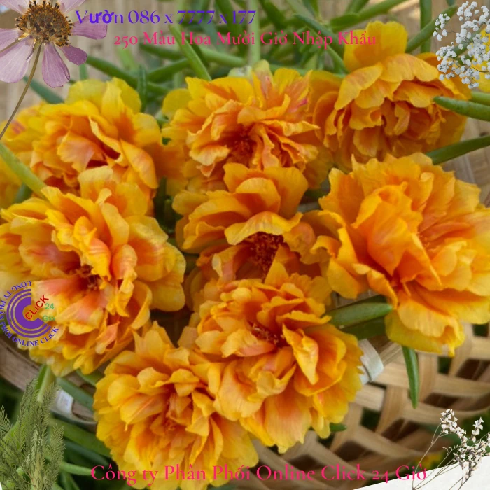 HOA MƯỜI GIỜ