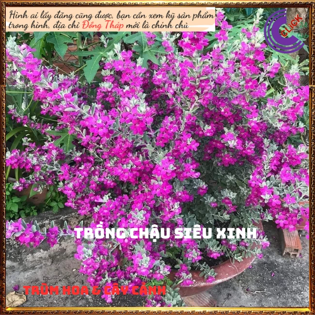 Tuyết Sơn Phi Hồ