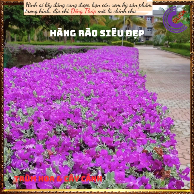 Tuyết Sơn Phi Hồ - Ảnh 8